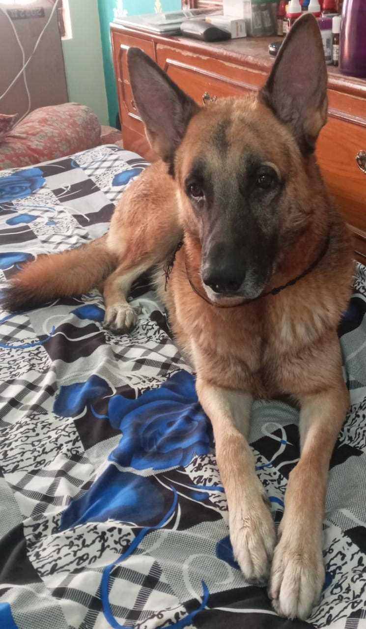 German Shepherd Dogs For Mating In Varanasi