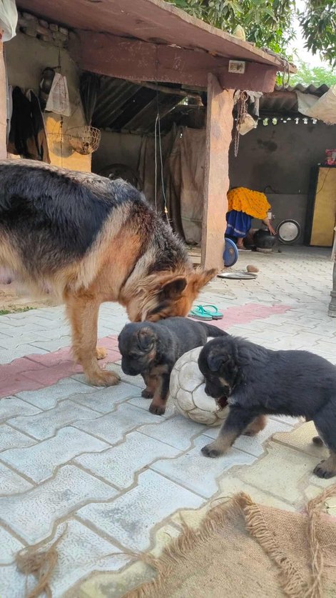 German Shepherd For Sale In Sawai Madhopur