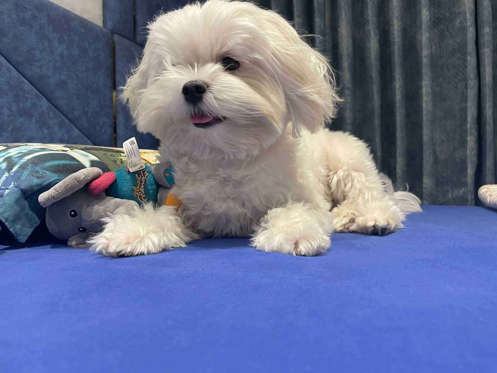 Maltese Dogs For Mating In Mumbai