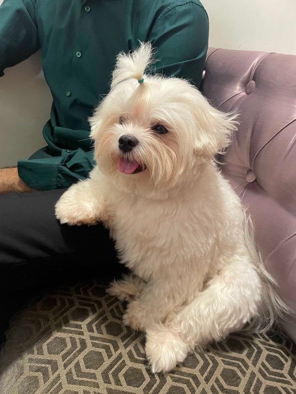 Maltese Dogs For Mating In Mumbai