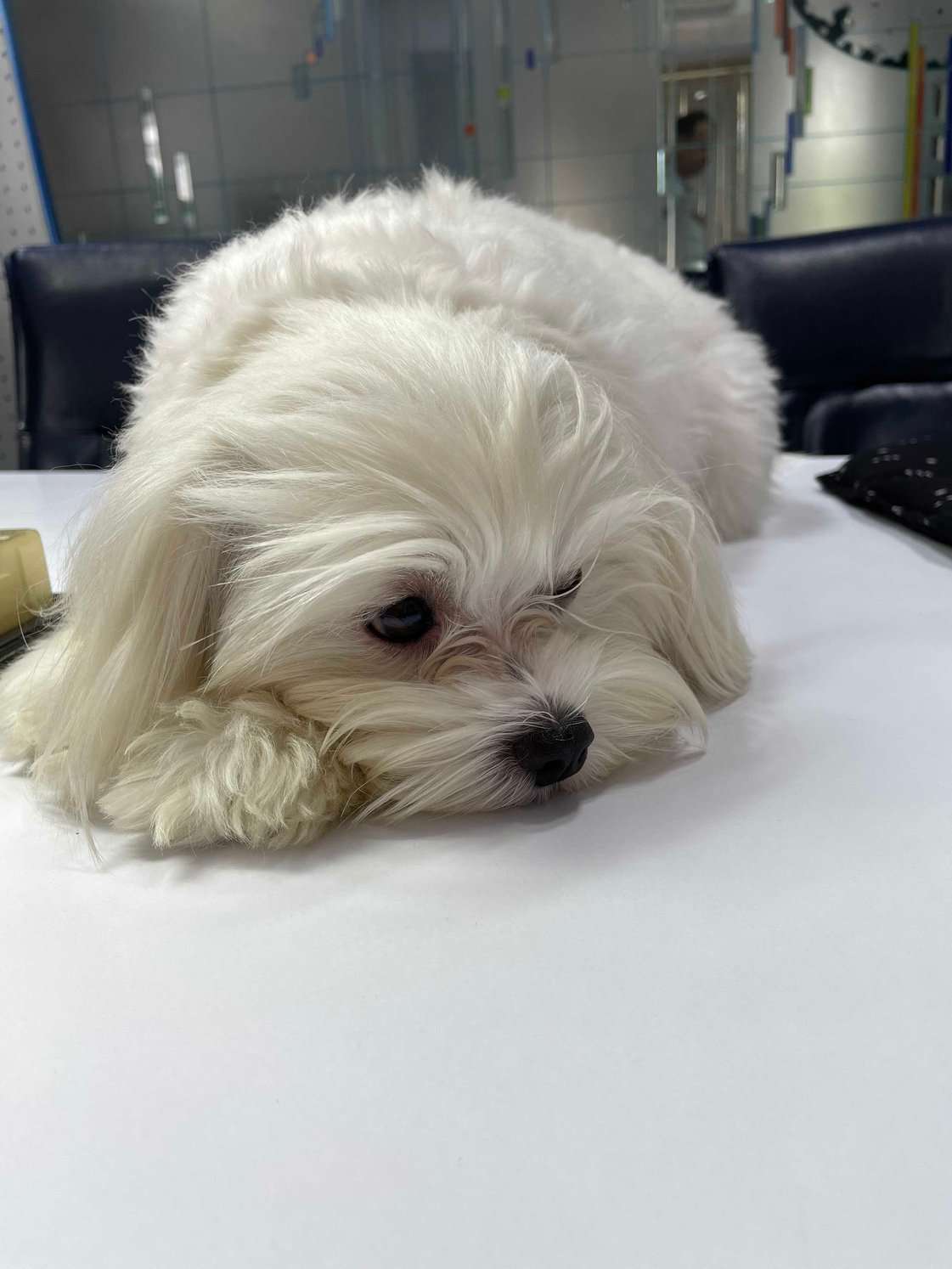 Maltese Dogs For Mating In Mumbai