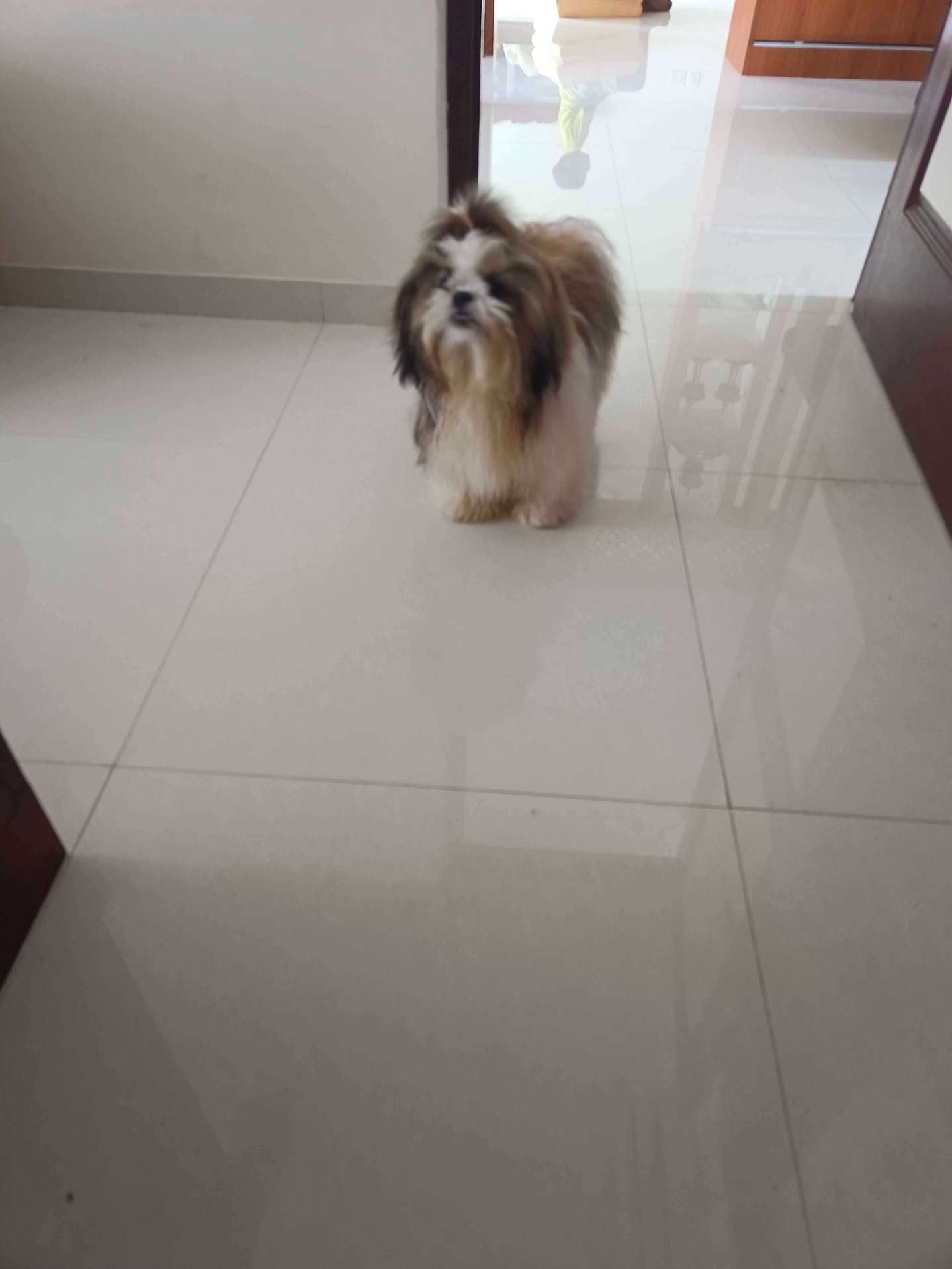 Shih Tzu Dogs For Mating In Chennai