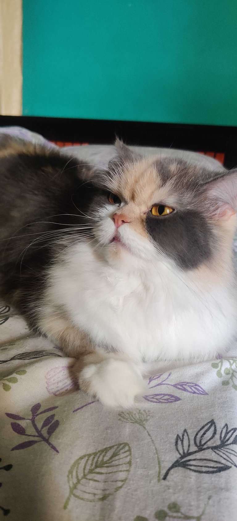 Persian Dogs For Mating In Bangalore