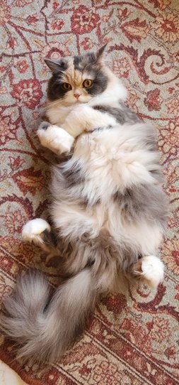 Persian Dogs For Mating In Bangalore