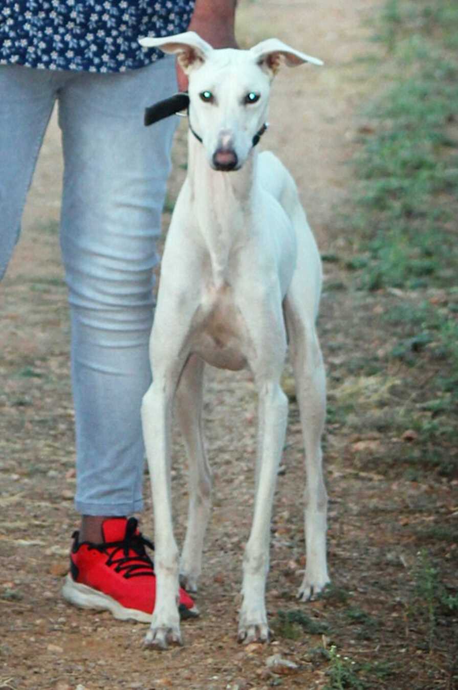 Mudhol hound Dogs For Mating In Mysore