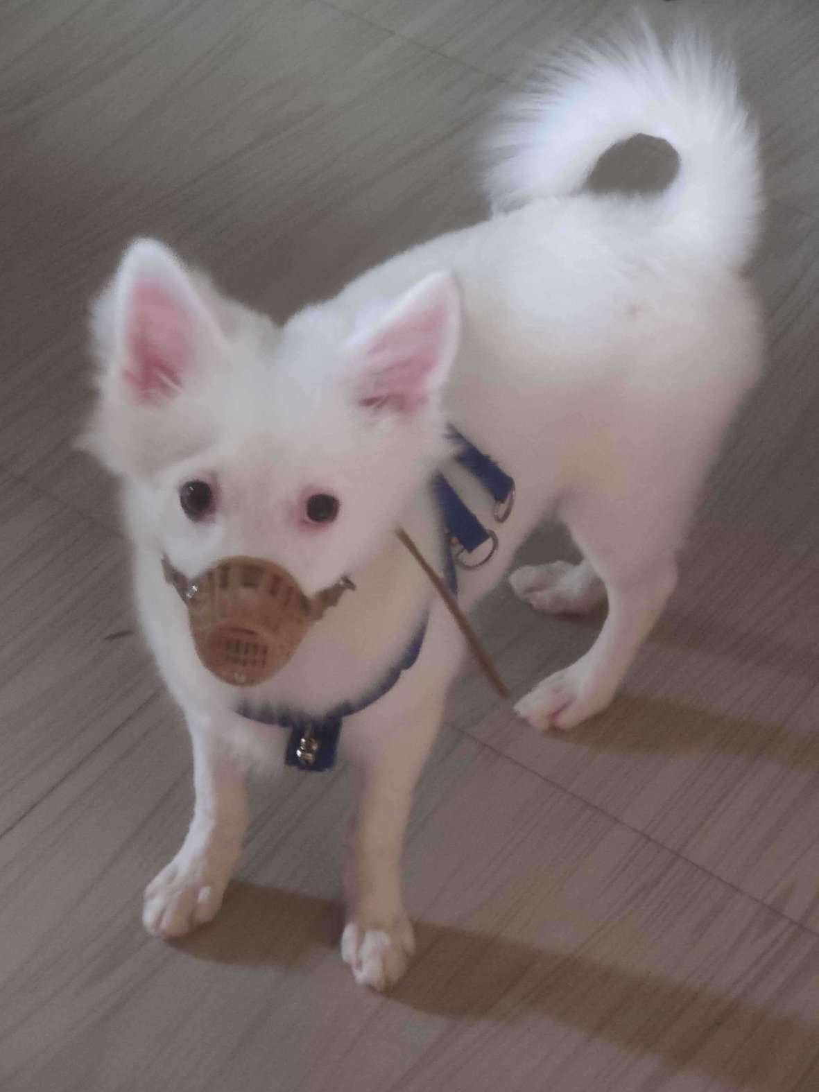 Pomeranian For Sale In Srikakulam