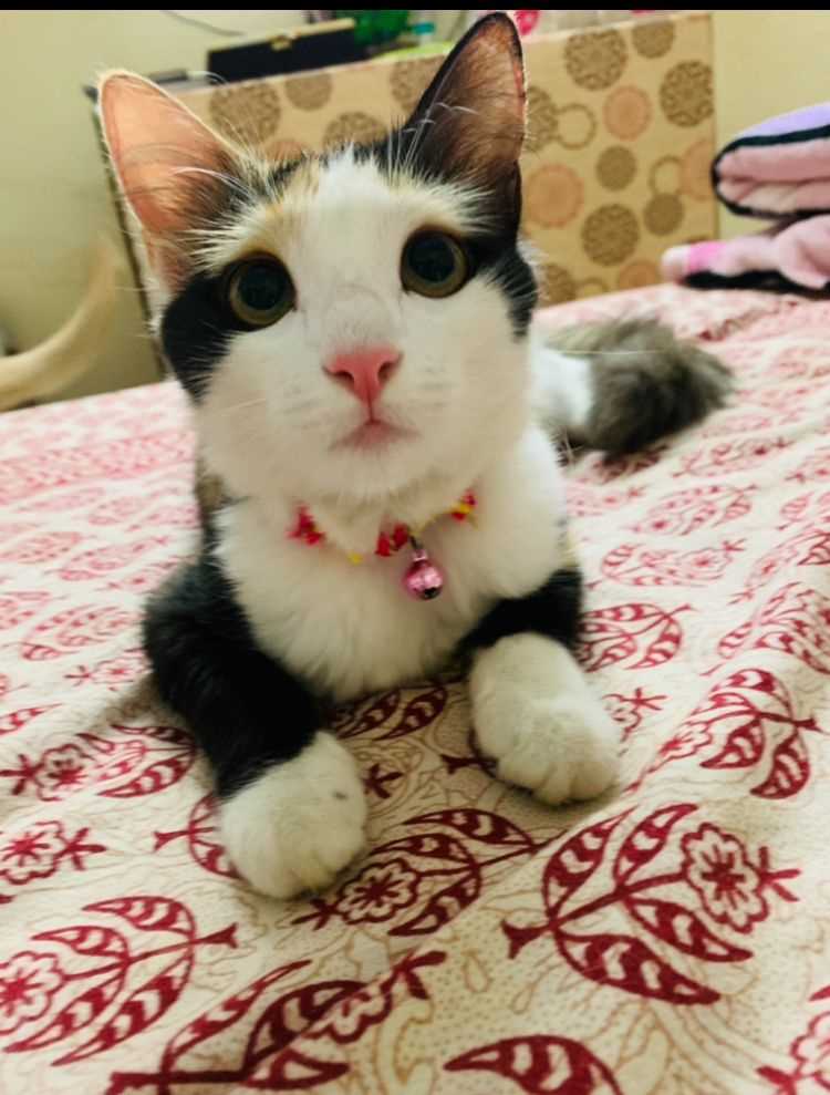 Calico For Adoption In Meerut
