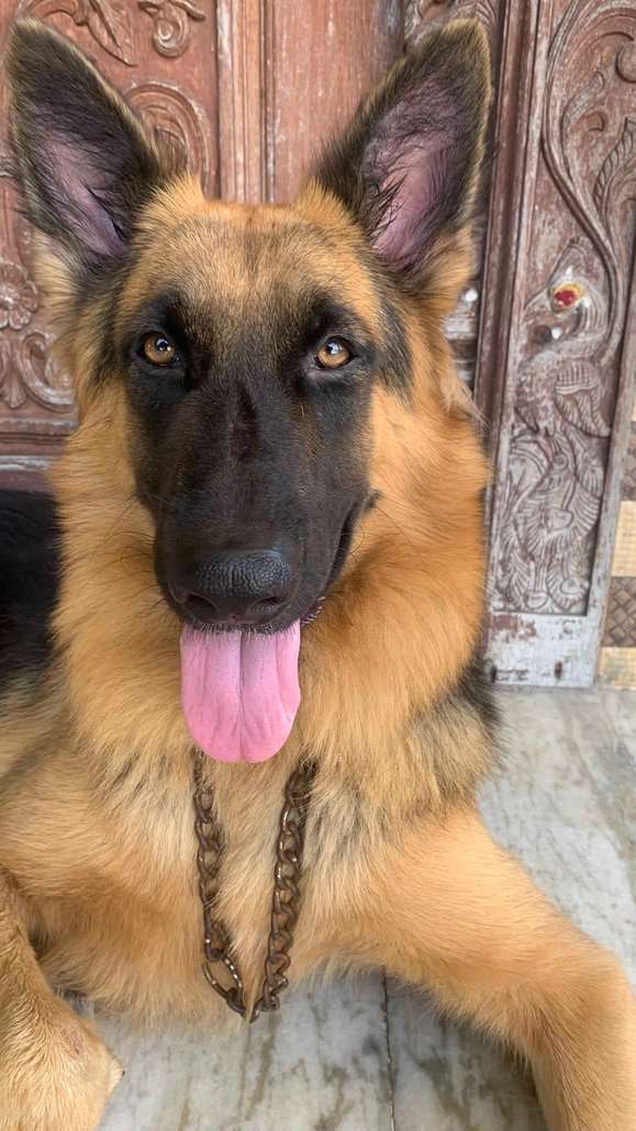 Golden Shepherd Dogs For Mating In Tiruvallur
