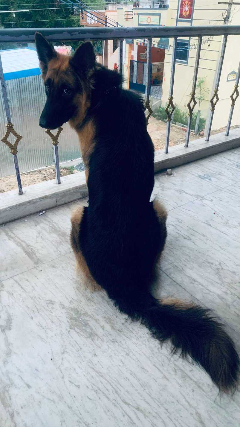 Golden Shepherd Dogs For Mating In Tiruvallur