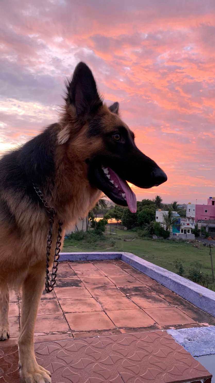 Golden Shepherd Dogs For Mating In Tiruvallur