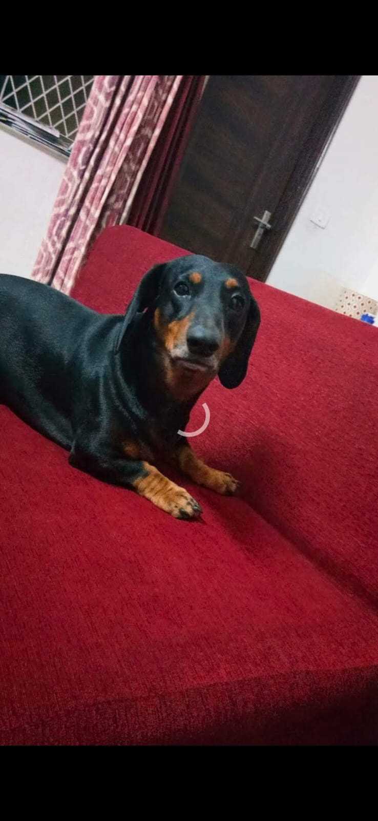 Dachshund Dogs For Mating In Delhi