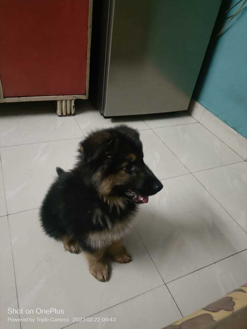 German Shepherd For Sale In Raipur