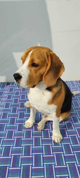 Beagle Dogs For Mating In Kapurthala
