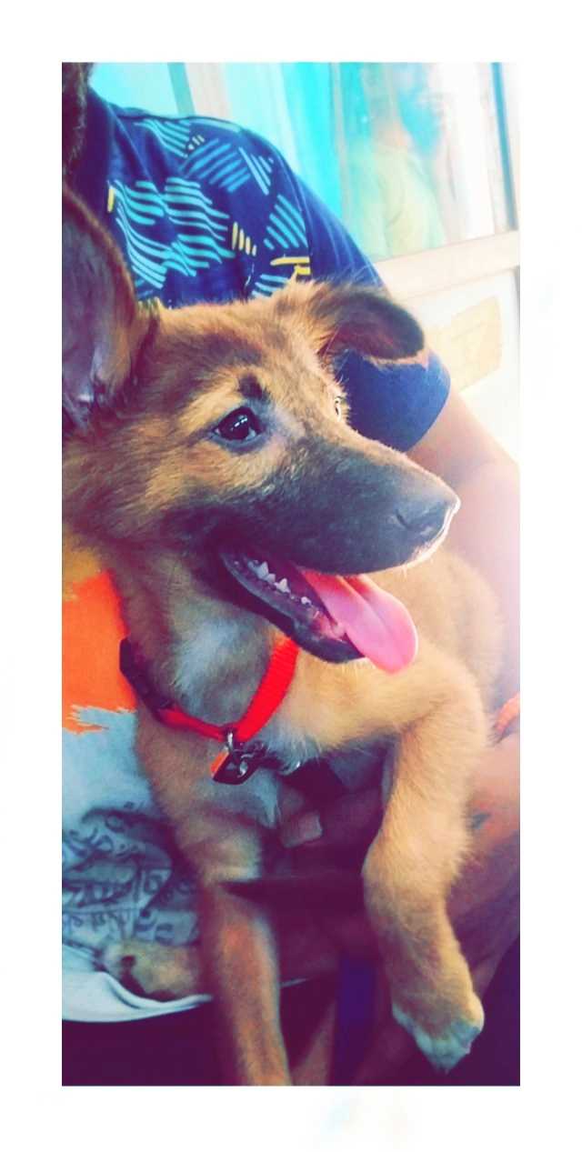 German Shepherd For Sale In Mumbai