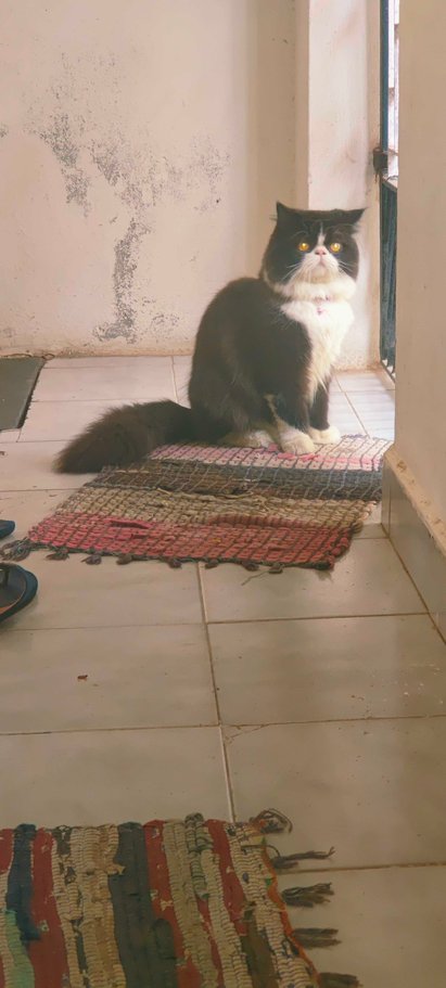 Persian Dogs For Mating In Chennai