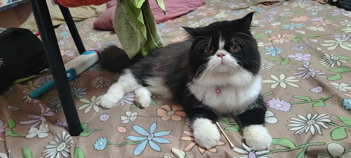 Persian Dogs For Mating In Chennai