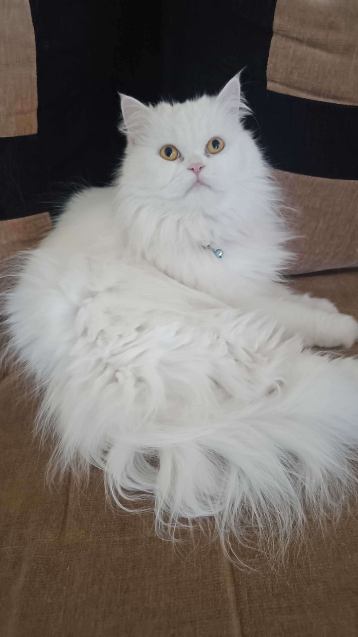 Persian Dogs For Mating In Bangalore