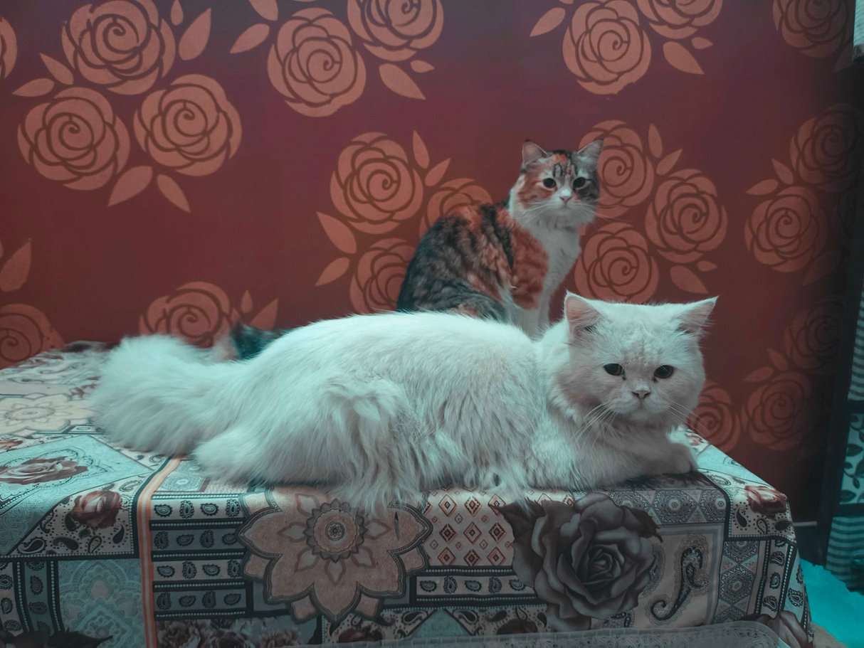 Persian Dogs For Mating In Ghaziabad
