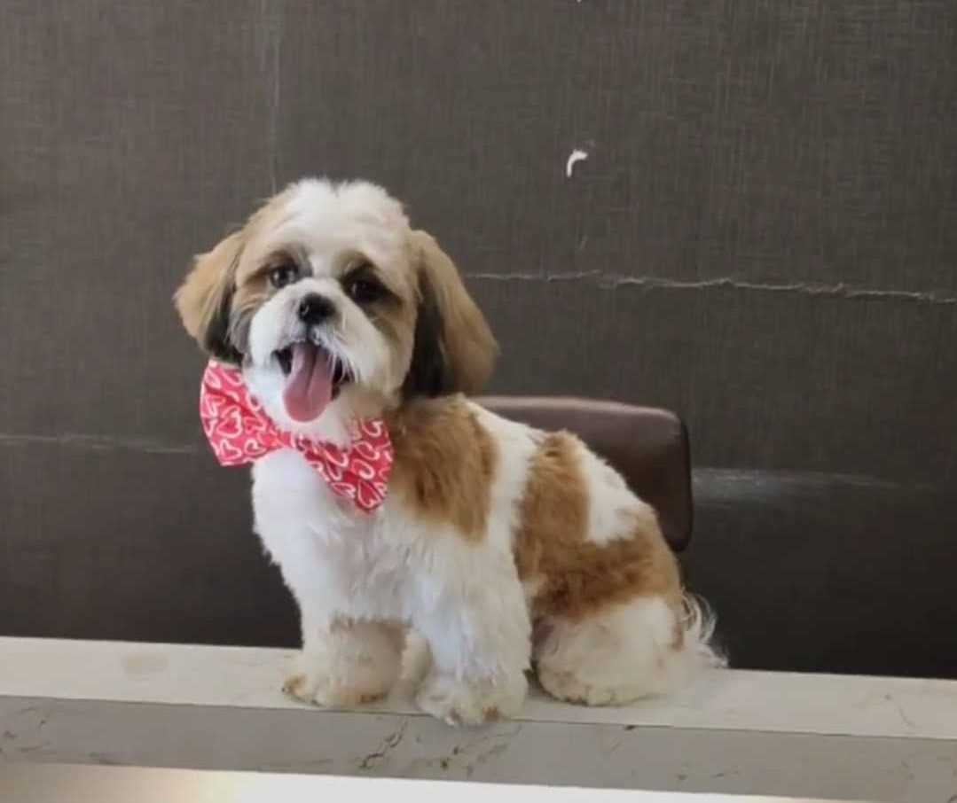 Shih Tzu Dogs For Mating In Bangalore
