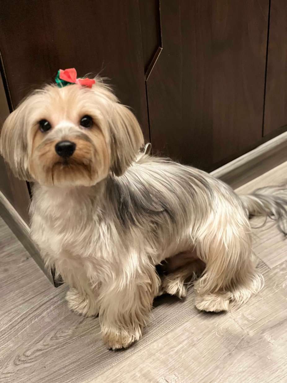 Yorkshire Terrier Dogs For Mating In Surat