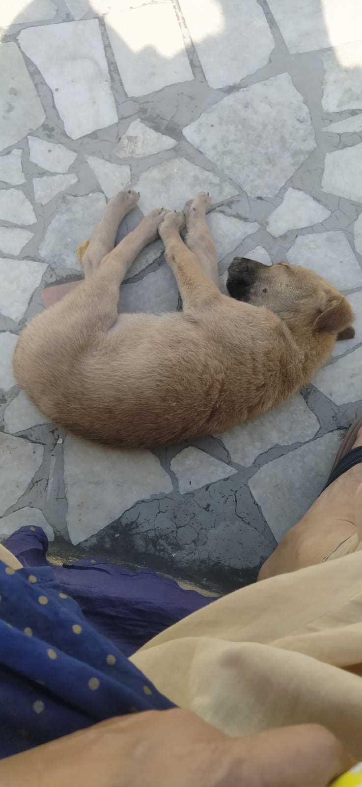 Indian Breed For Adoption In Kanpur