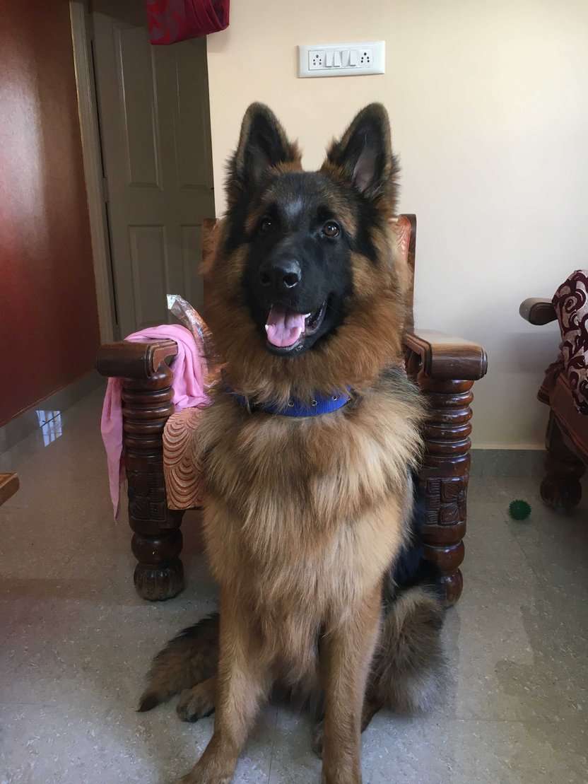 German Shepherd Dogs For Mating In Bangalore