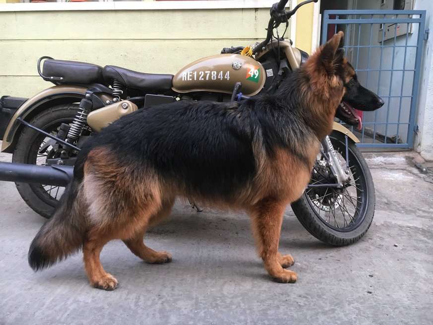 German Shepherd Dogs For Mating In Bangalore