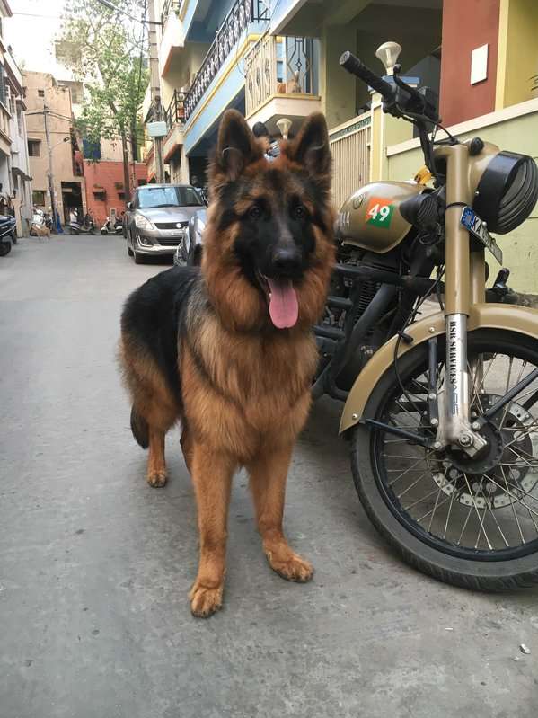 German Shepherd Dogs For Mating In Bangalore