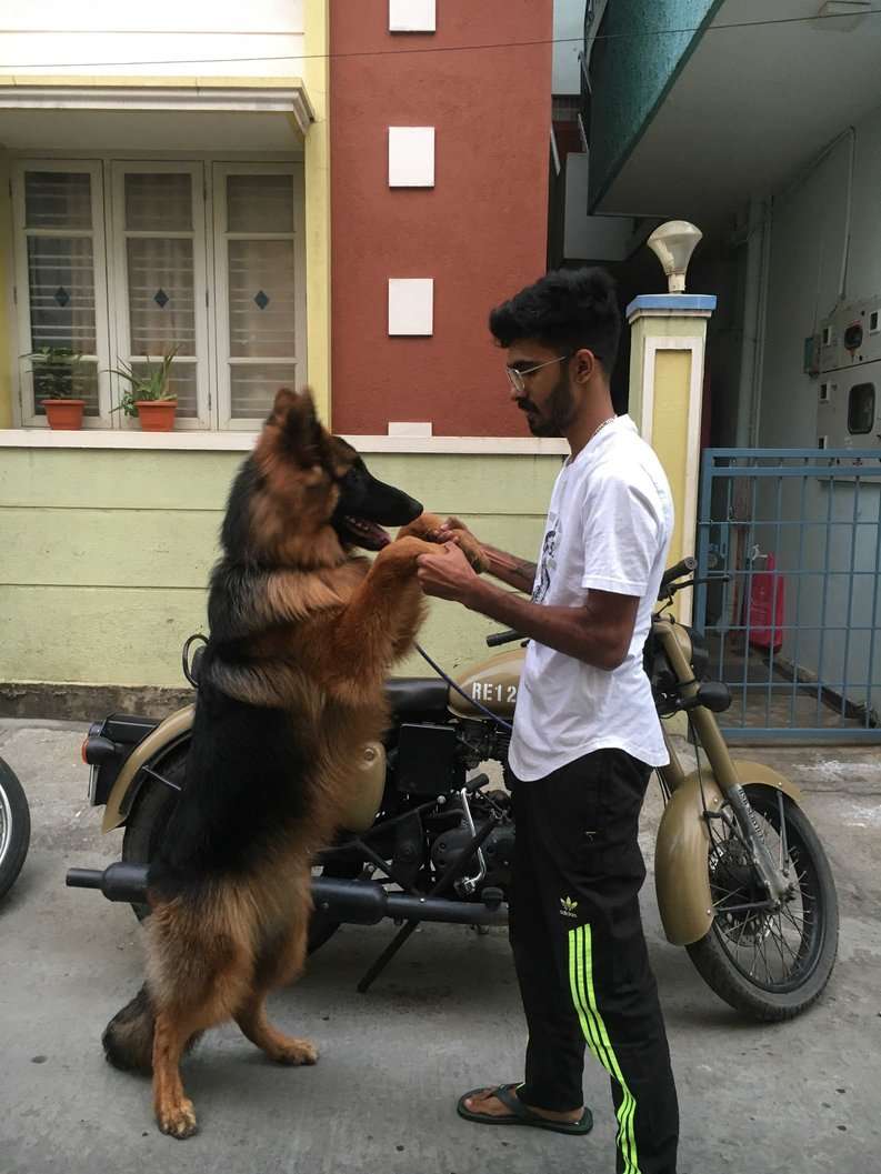 German Shepherd Dogs For Mating In Bangalore