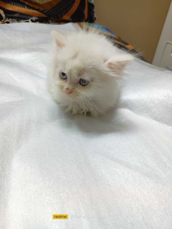 Persian For Sale In Indore