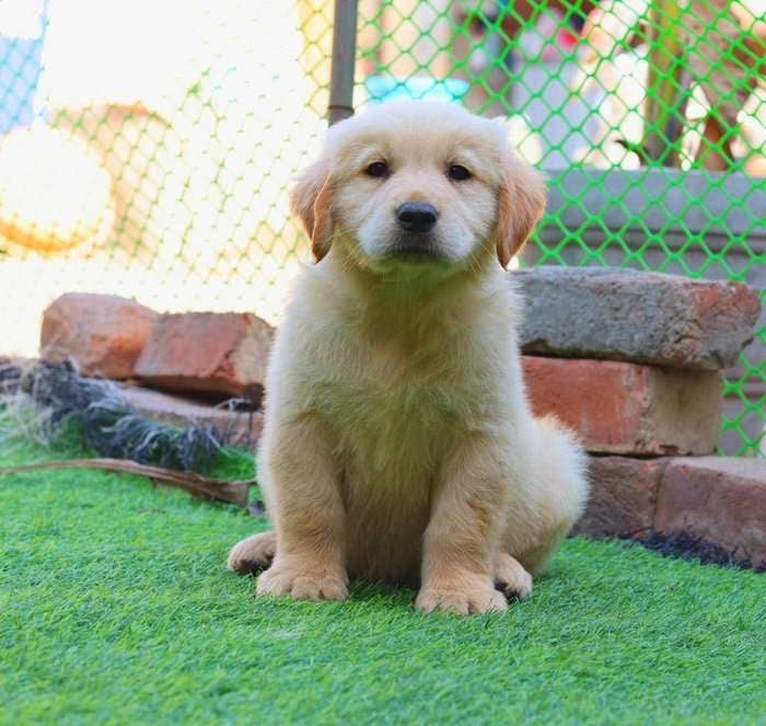 Golden Retriever For Sale In Noida