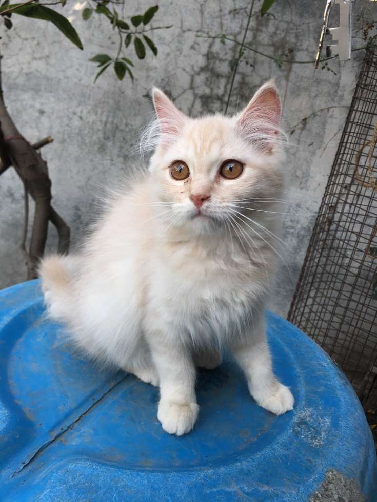 Persian For Sale In Aurangabad MH