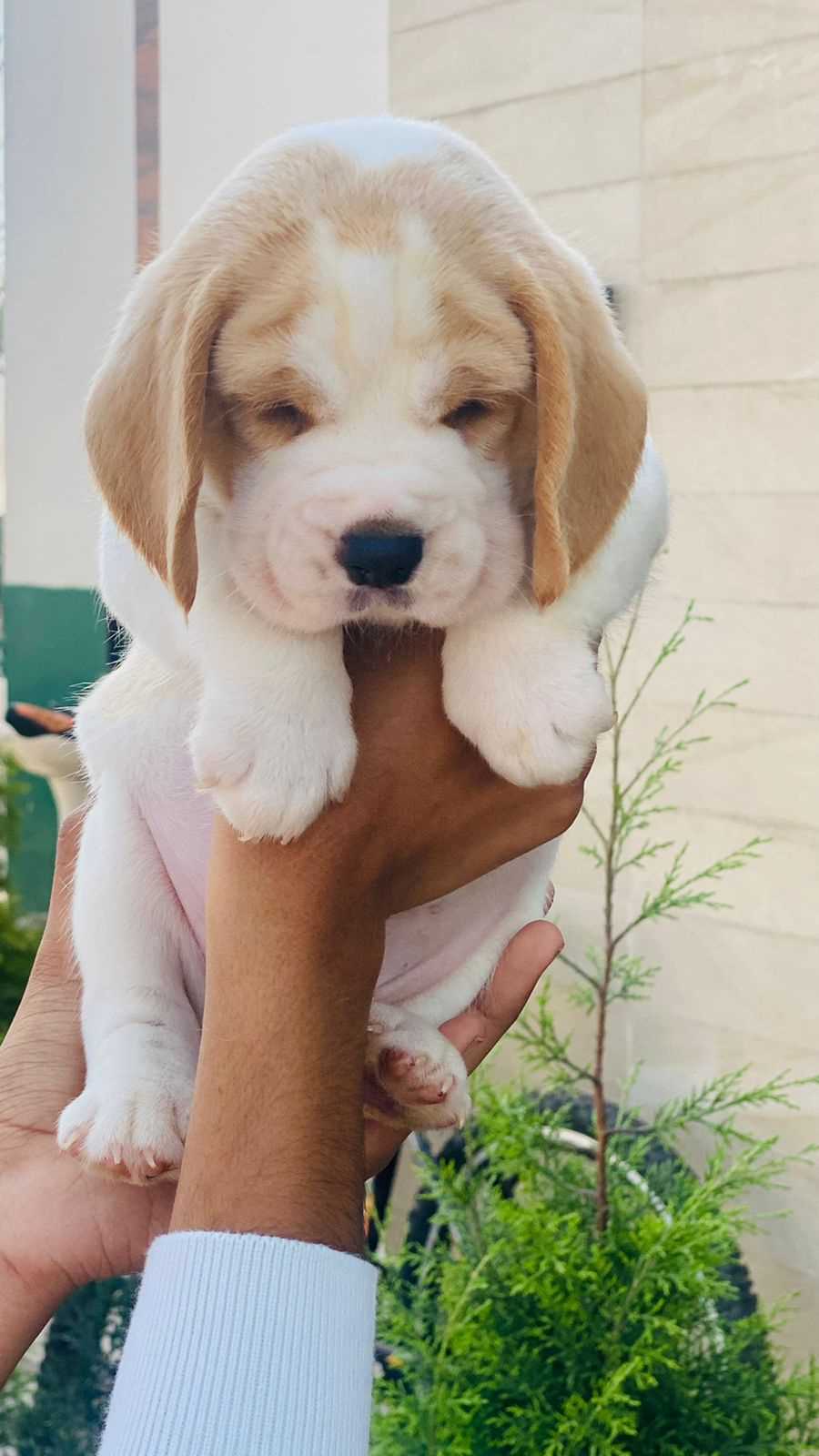 Beagle For Sale In Pune