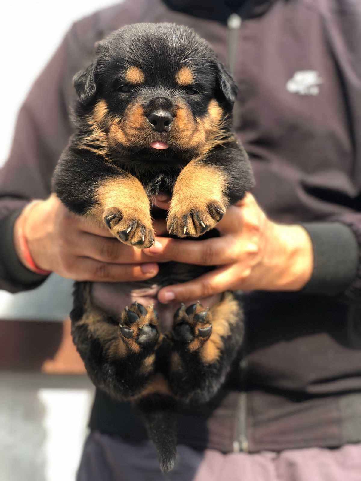 Rottweiler For Sale In Gurgaon