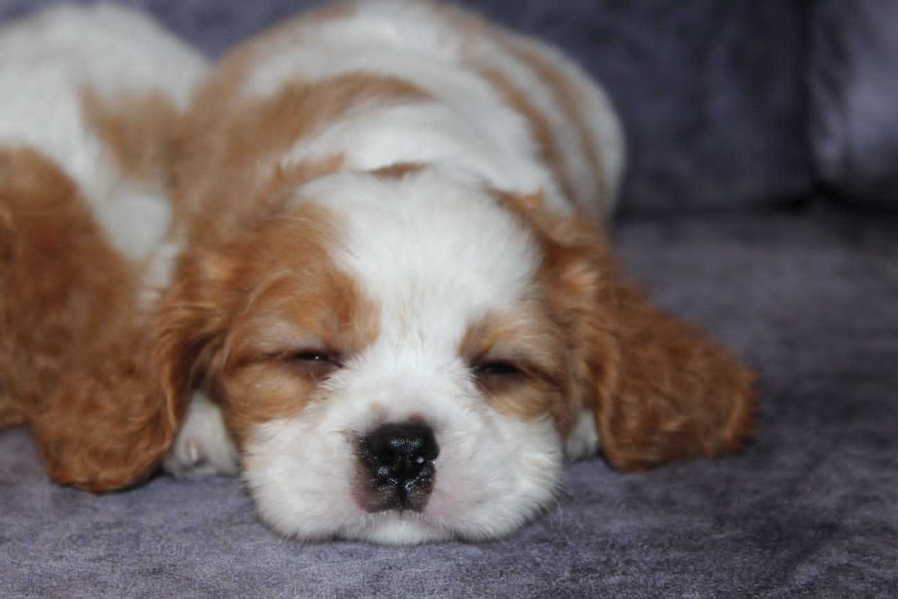 Cavalier King Charles Spaniel For Sale In Mumbai