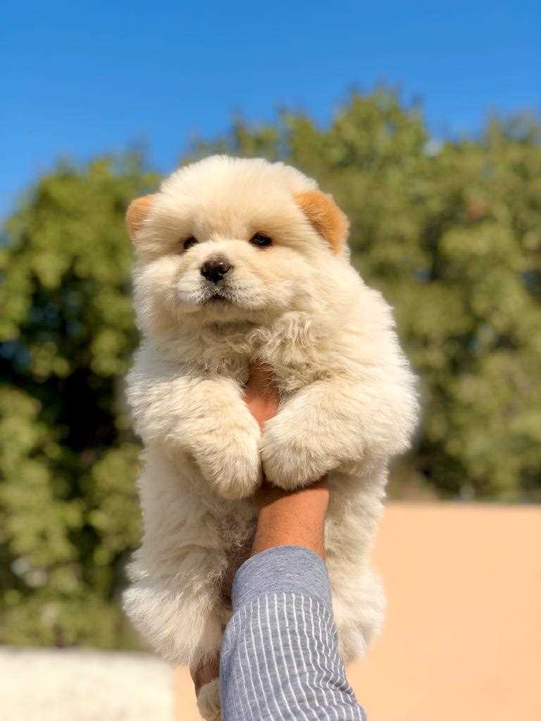 Chow Chow For Sale In Gurgaon