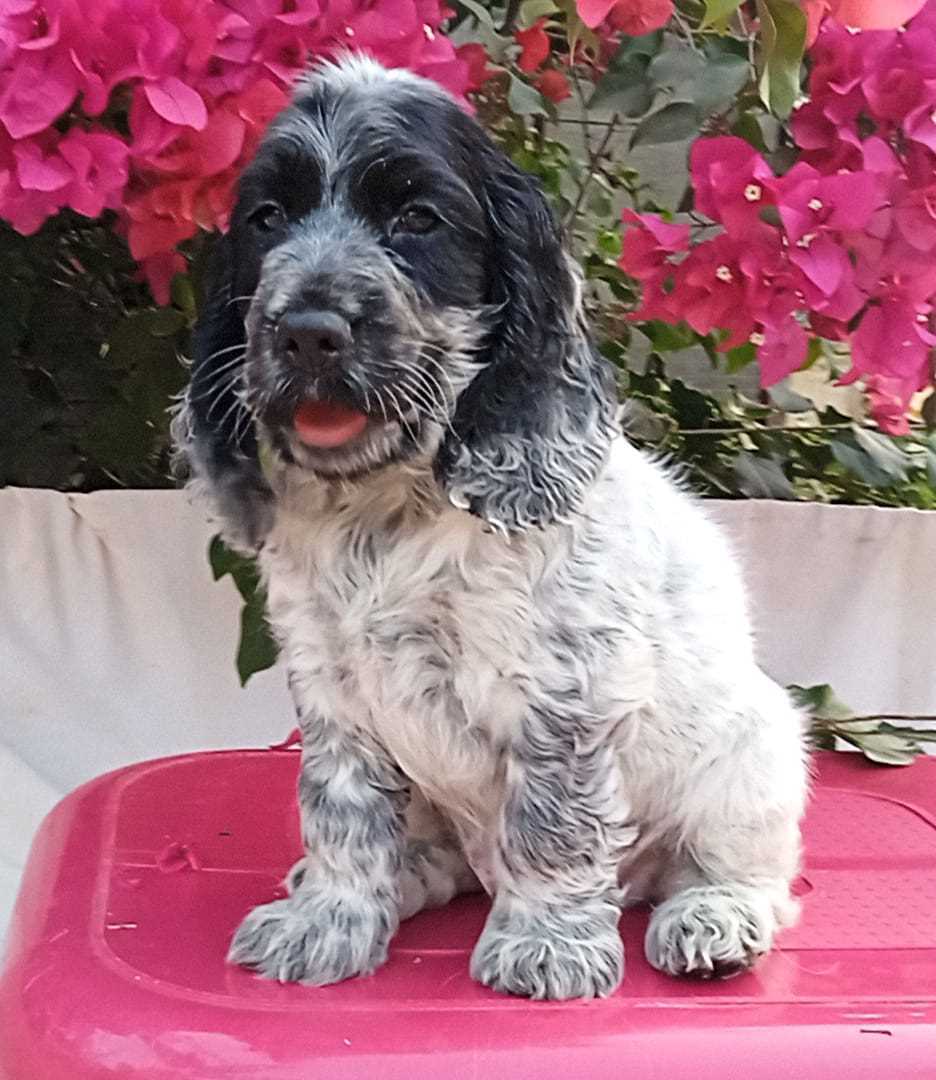 Cocker Spaniel For Sale In Delhi