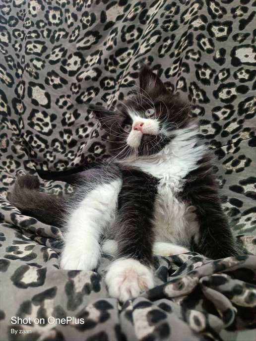 Maine Coon For Sale In Noida