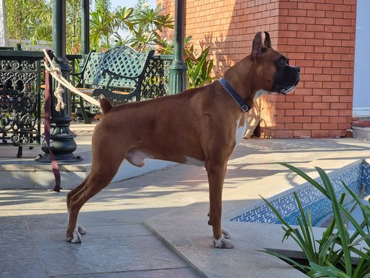 Boxer Dogs For Mating In Hyderabad