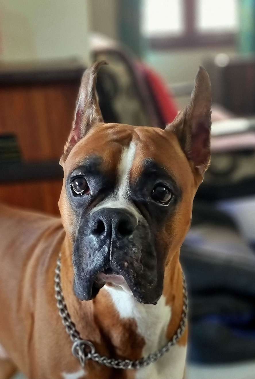 Boxer Dogs For Mating In Hyderabad