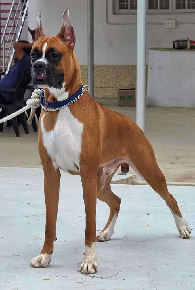 Boxer Dogs For Mating In Hyderabad