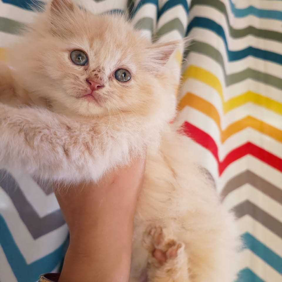 Persian For Sale In Meerut