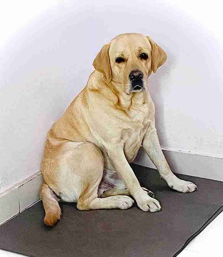 Labrador Retriever Dogs For Mating In Hazaribag