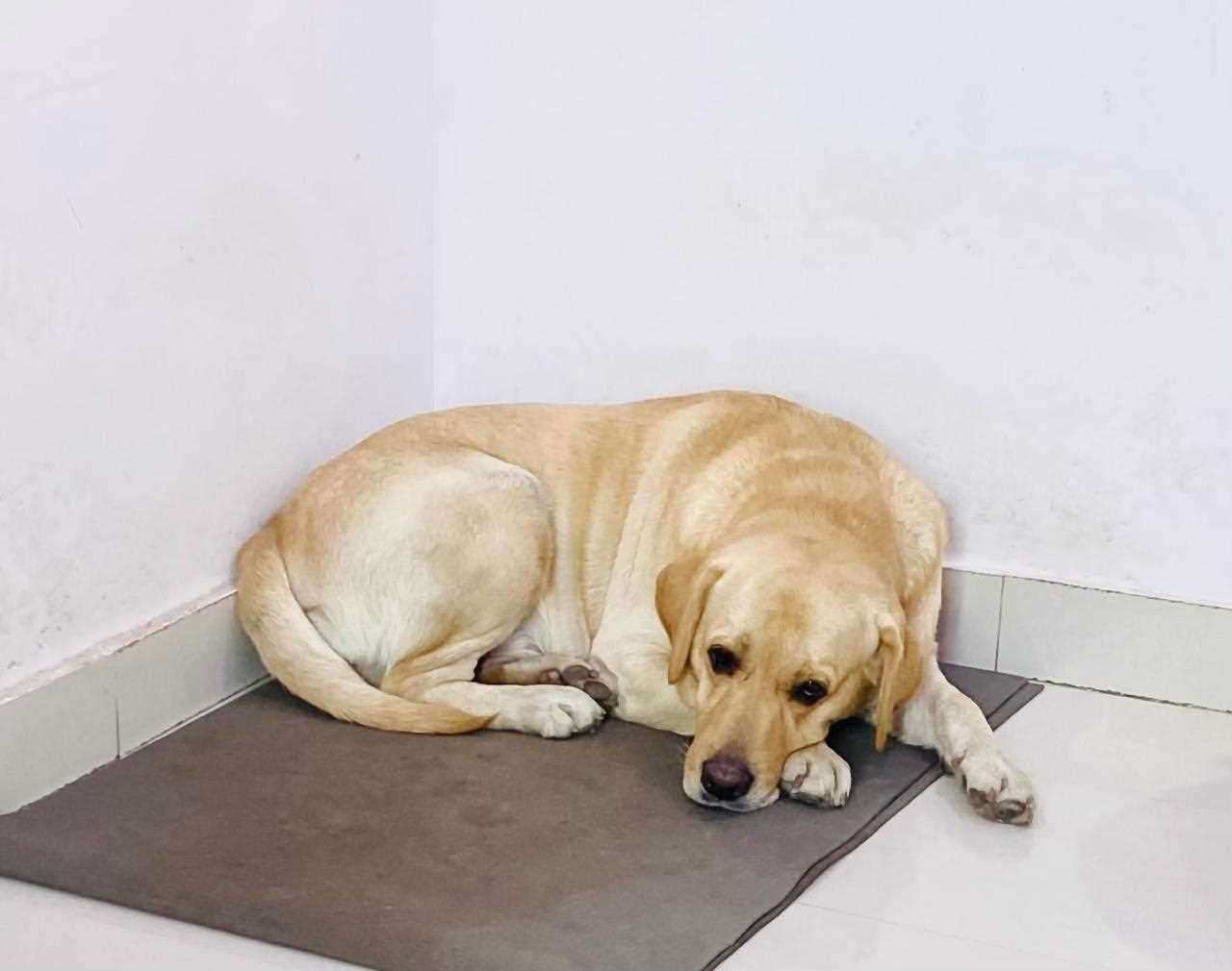 Labrador Retriever Dogs For Mating In Hazaribag