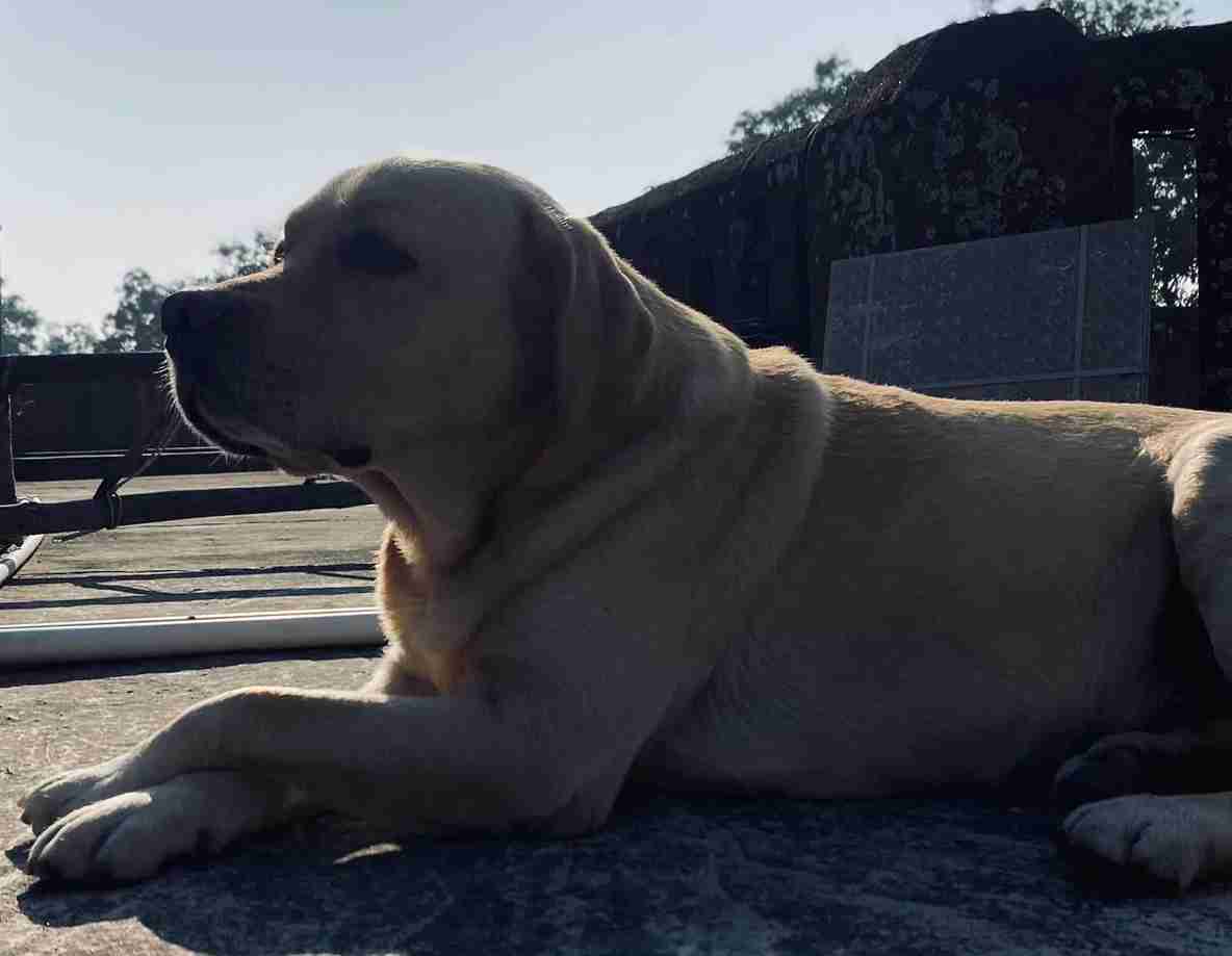 Labrador Retriever Dogs For Mating In Hazaribag