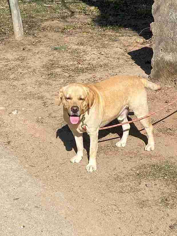 Labrador Retriever Dogs For Mating In Hazaribag