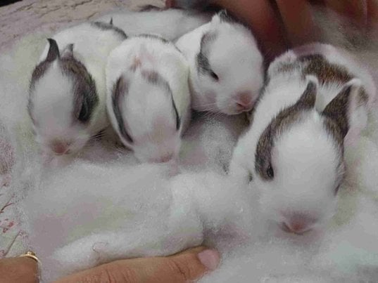Rabbits For Adoption In Baloda Bazar
