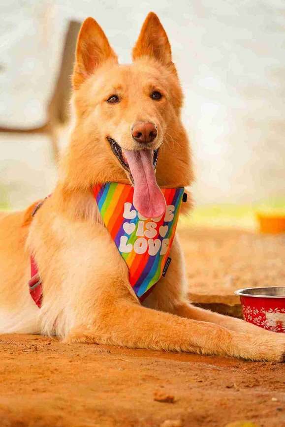 German Shepherd Dogs For Mating In Bangalore