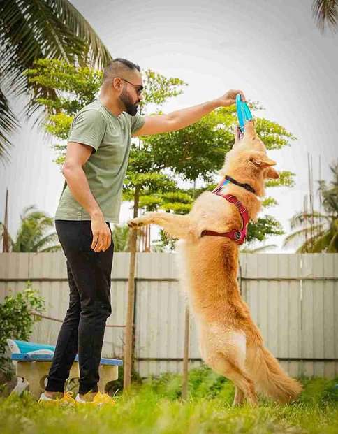 German Shepherd Dogs For Mating In Bangalore