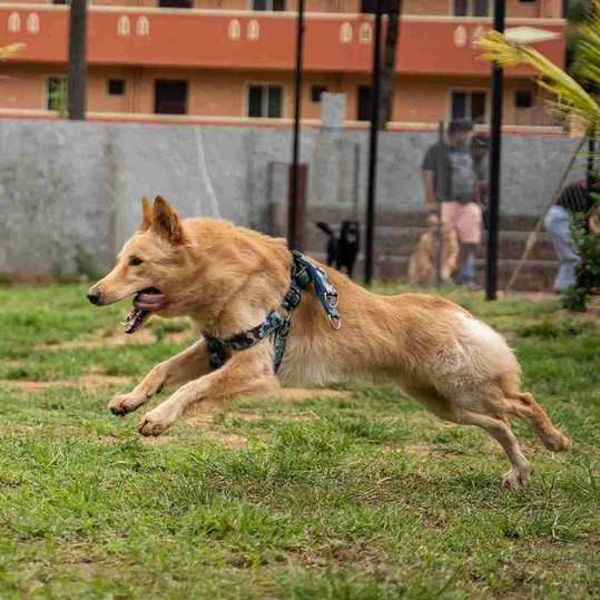 German Shepherd Dogs For Mating In Bangalore
